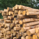Chestnut Struts